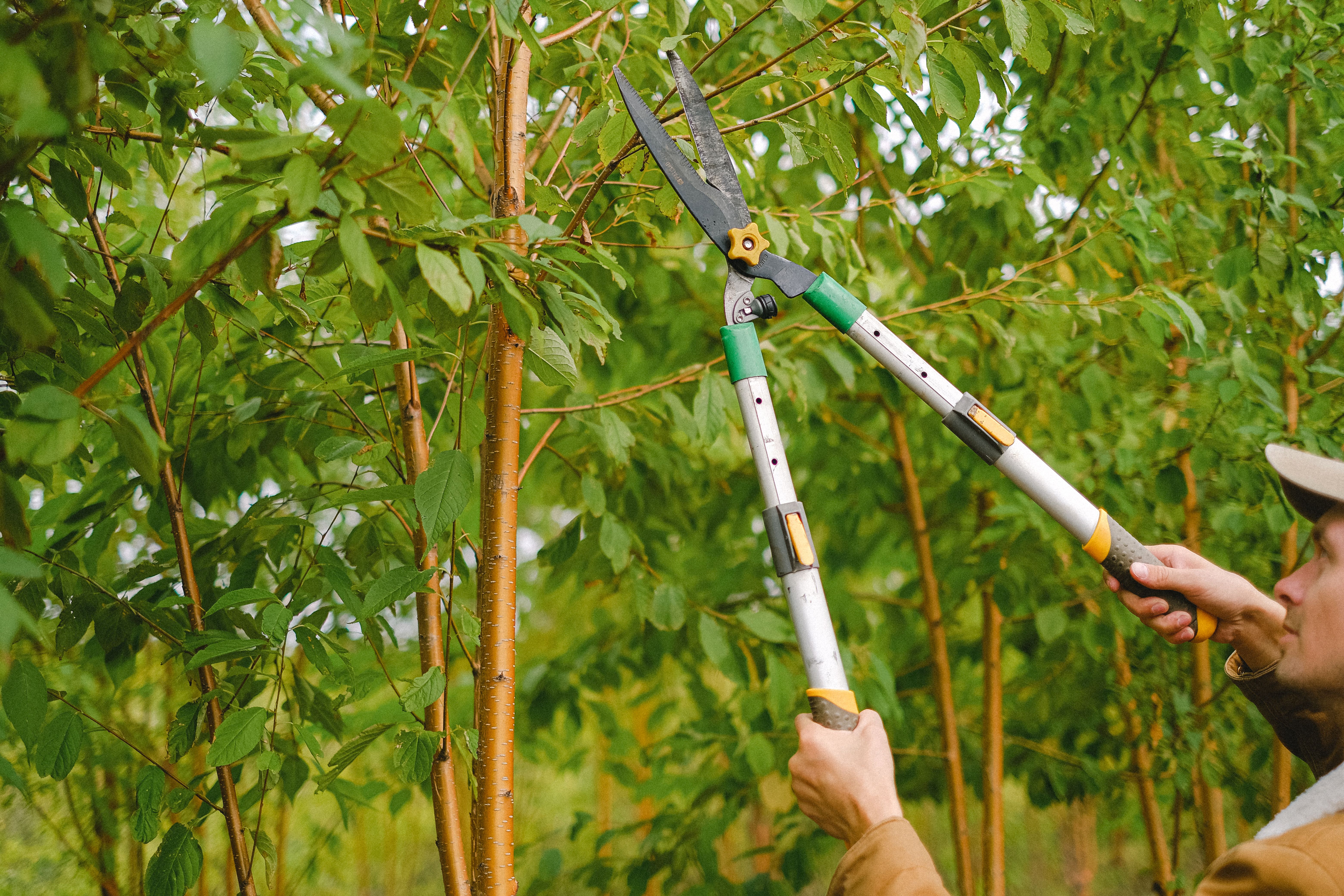 Arborist pruning a mature tree